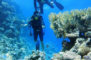 Ras Mohamed and White Island Snorkeling Trip and One Stop Diving-Sharm El Shiekh