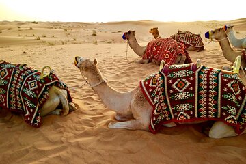 Sharm El Sheikh Bedouin Safari and Star Gazing Tour with Camel Ride at Desert