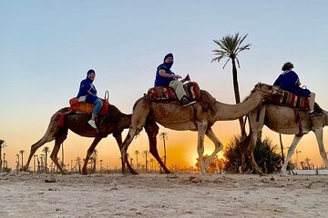 Camel Ride in the Palm Grove of Marrakech