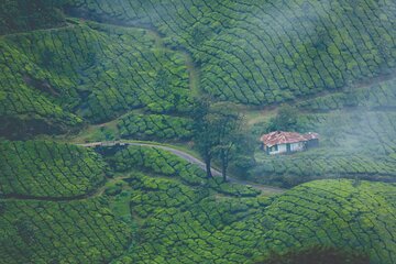 Munnar Excursion (1 Day)Tea Museum, Tea Garden, Factory & Munnar 