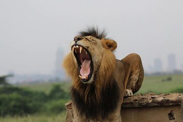 Nairobi national park and giraffe center