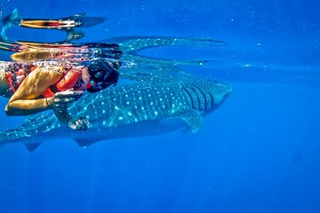 Whale Sharks tour in Tulum: Small-Group