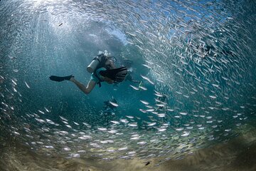 2 Dives in the Cabo Marine Park