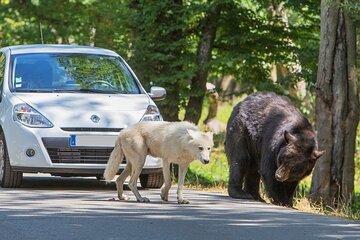 Private excursion to Thoiry ZooSafari from Paris