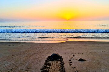 2-Days 1 Night Private Ras Al Hadd Tour