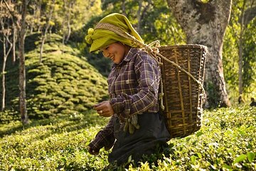 Tea Pluckers' Day