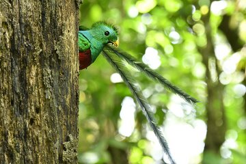 Monteverde Cloud Forest Guided Tour