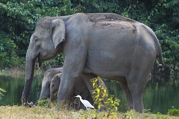 Elephant and Wildlife Watching in Kuiburi National Park - Private Afternoon Tour