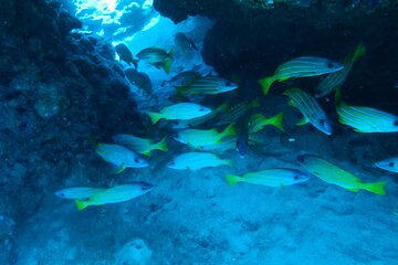 Semi -Private Snorkel Escursions in Lahaina, Maui 