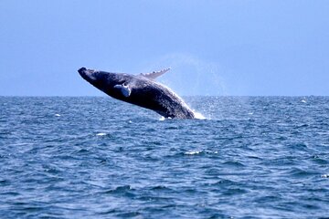 Tour with Whale Watching in Samaná, Beach and Waterfall