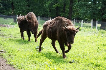 Small Group Multi-Day Sightseeing Tour in Transylvania from Bucharest
