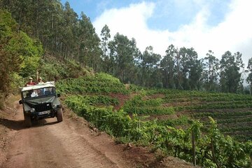 4x4 Safari Half day Poncha, Mountains, Vineyards and Cabo Girão Small group 