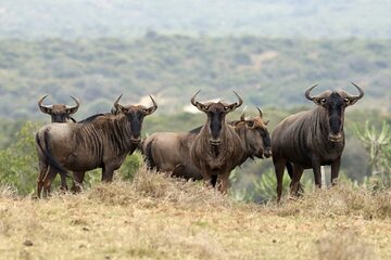 3-Day Serengeti & Ngorongoro Private Tour
