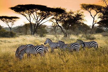 4 Days / 3 Nights Lake Manyara, Ngorongoro and Serengeti