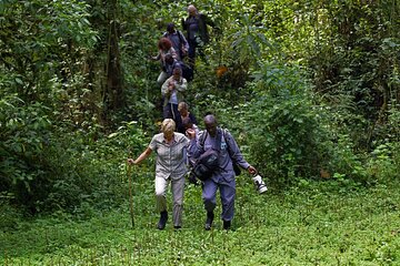 7 Days Flying Gorillas and Wildlife Safari Uganda Private Tour