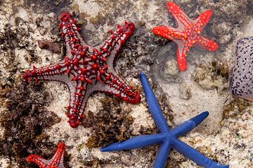 Starfish Beach; The Rock; Kuza Cave; Paje Beach; Salaam Cave Tour