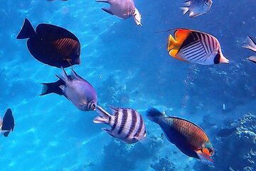 Blue Lagoon Tour, Sandbank Picnic, Stone Town Tour, Secret Garden Restaurant