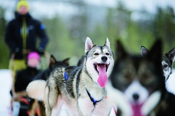 Husky Safari from Levi 2 KM or 5 KM with Husky Sledge Ride