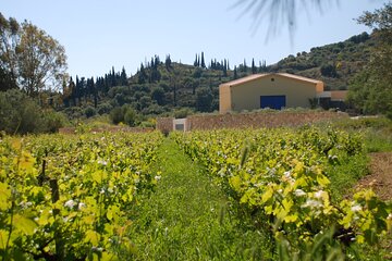 Organic Wine Tasting in Kefalonia