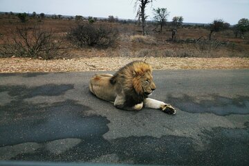  Kruger National Game Park three day PRIVATE Tour 