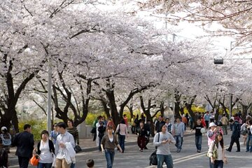 Full-day Hadong, Gwangyang, Cherry blossom, Green Tea Fields Private Tour