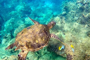 Guided Snorkeling Tour for Non-Swimmers Wailea Beach