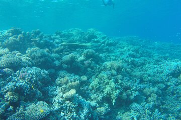 Semi-submarine with snorkeling in Red Sea