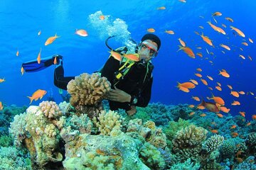 Snorkeling at Ras Mohamed in Sharm El Sheikh 