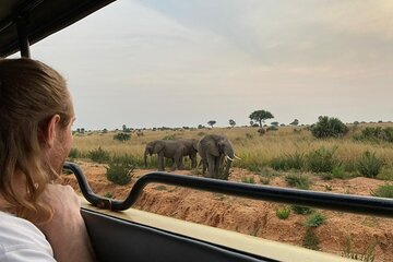  Gorilla & Chimpanzee Trekking in Uganda - 5 Days