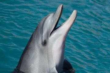 Dolphin Watching & Snorkeling in Key West with Sunset Dinner Cruise and Open Bar