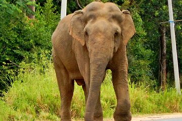 Minneriya National Park Elephant Safari 