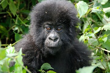 Private 3 Day Gorilla Trekking Safari in Uganda