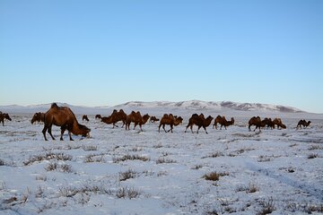 Private Mongolia Gobi Desert Winter Tour 