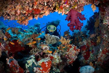 2 Diving stops at the most beautiful coral reefs Hurghada 