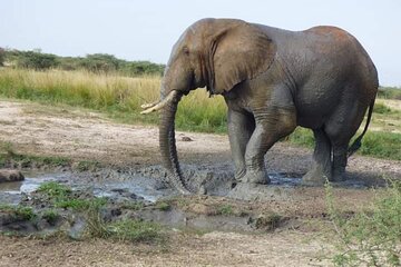 3 Days Best of Queen Elizabeth National Park Wildlife Tour