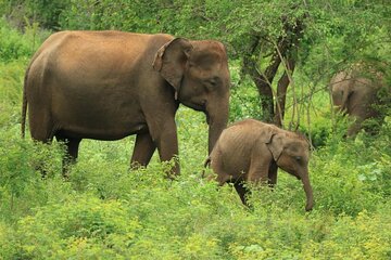 Udawalawe National Park | Private Safari Tour 