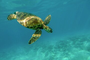 Private Turtle encounter + Cenote Adventure! Express Tour 