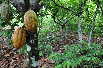 Cocoa & Artisan Chocolate Route with an Historical Tour in Puerto Plata City