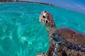 Akumal Reef Turtle Encounter + Cenote! Full Nature Adventure 