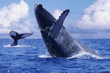 Samana Bay Whale Watching Full Day Tour with Lunch From Punta Cana