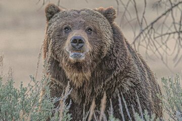 Yellowstone Full-Day Upper Loop with Wildlife Adventure w/Lunch 