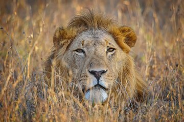 Big Five Safari Adventure - Ol Pejeta Conservancy (1 Day). 