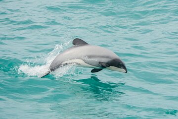 Akaroa Dolphins 〜 Harbour Nature Cruise