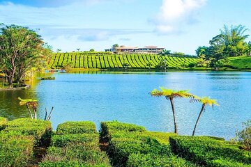 The East Discovery Tour: Bois-Cheri Tea Factory, Blue-Bay Marine Park & Lunch