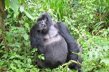 5-Day Safari Experience with Gorilla Trekking