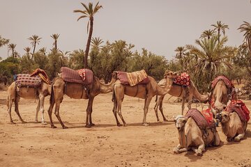 CAMEL CARAVANS: 2 Hour Camel Ride in the Palm Oasis Marrakech 