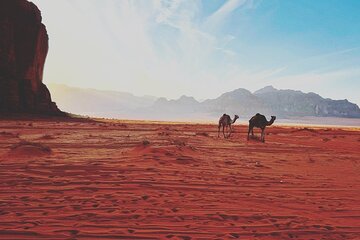 1 Day Camel tour with lunch