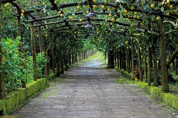 Backroads & Limoncello Experience: Sorrento E-Bike Tour