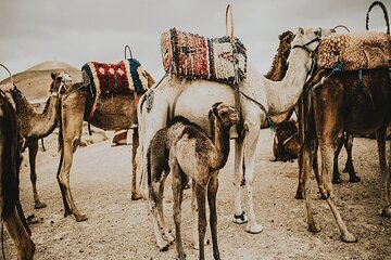 Atlas Mountains, Imlil valley, waterfalls, & Camel ride Day trip from Marrakech