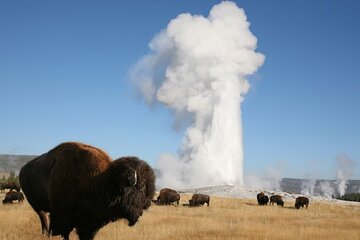 Full-Day Guided Yellowstone Day Tour